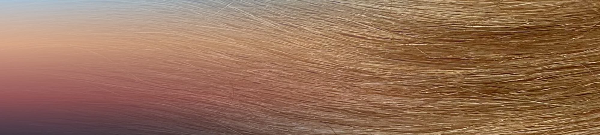 header_honey-1